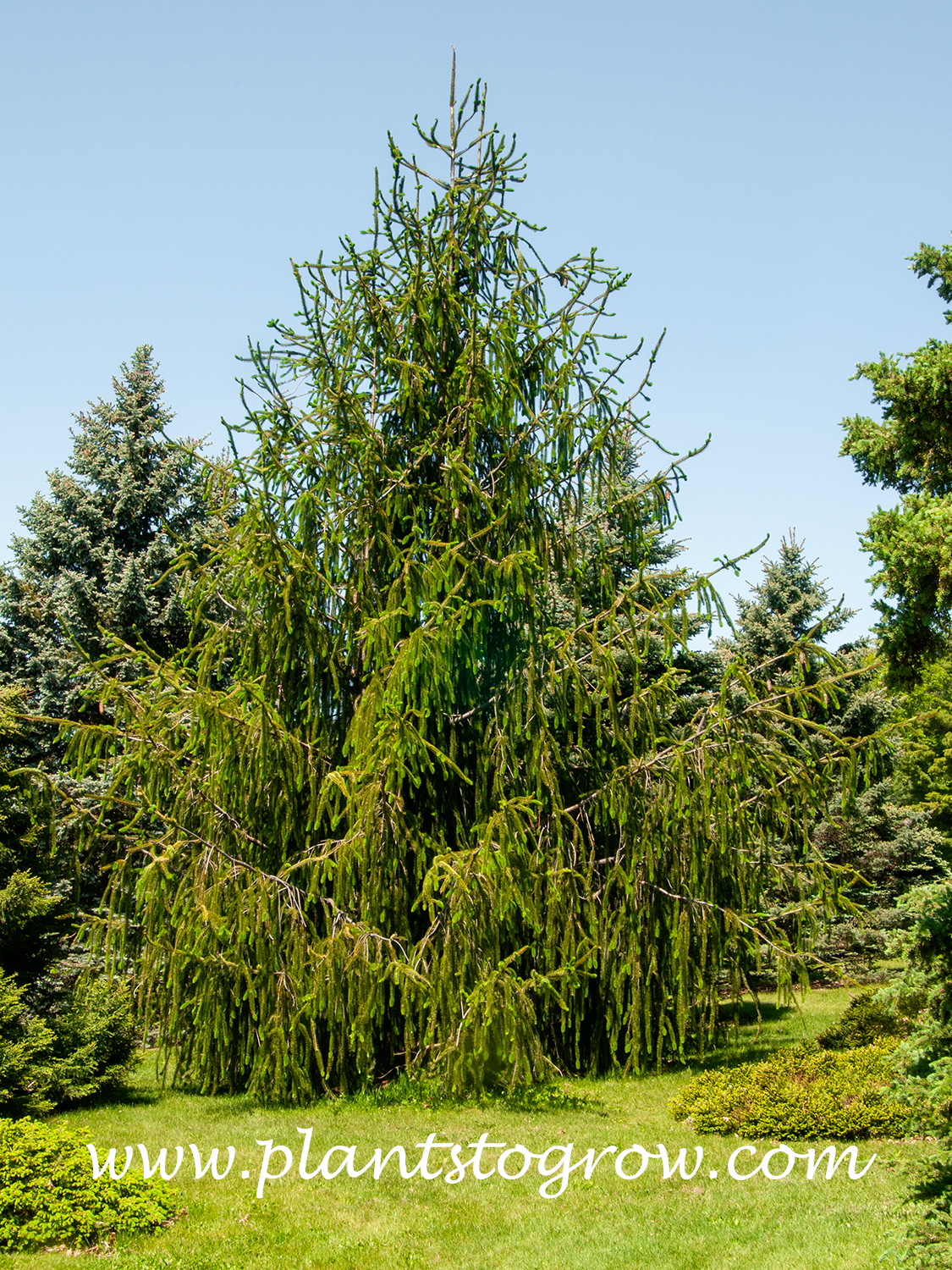 Snake-Branch Spruce (Picea abies Virgata)
